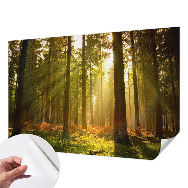 Carta da parati effetto profondità Mattina nella foresta