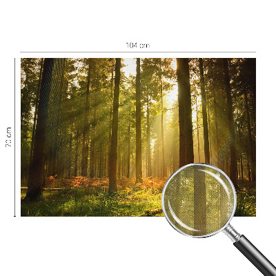 Carta da parati effetto profondità Mattina nella foresta