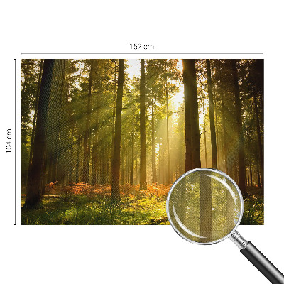 Carta da parati effetto profondità Mattina nella foresta