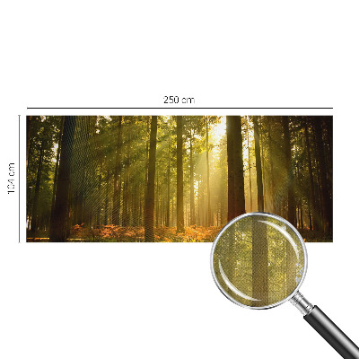 Carta da parati effetto profondità Mattina nella foresta