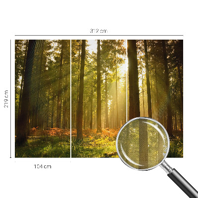 Carta da parati effetto profondità Mattina nella foresta