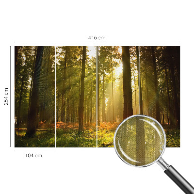 Carta da parati effetto profondità Mattina nella foresta