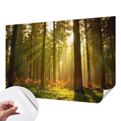Carta da parati effetto profondità Mattina nella foresta