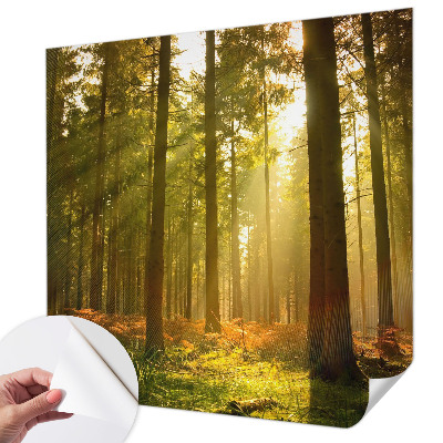 Carta da parati effetto profondità Mattina nella foresta