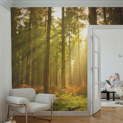 Carta da parati effetto profondità Mattina nella foresta