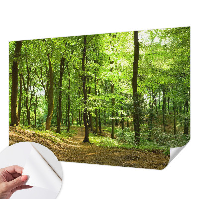 Carta da parati panoramica effetto 3D Sentiero naturale