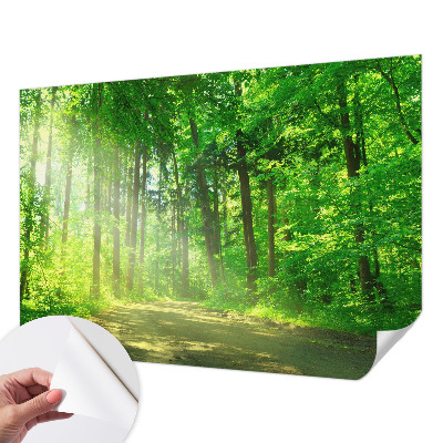 Fotomurale per bambini Sentiero nel bosco