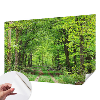 Fotomurale adesivo Sentiero nel bosco