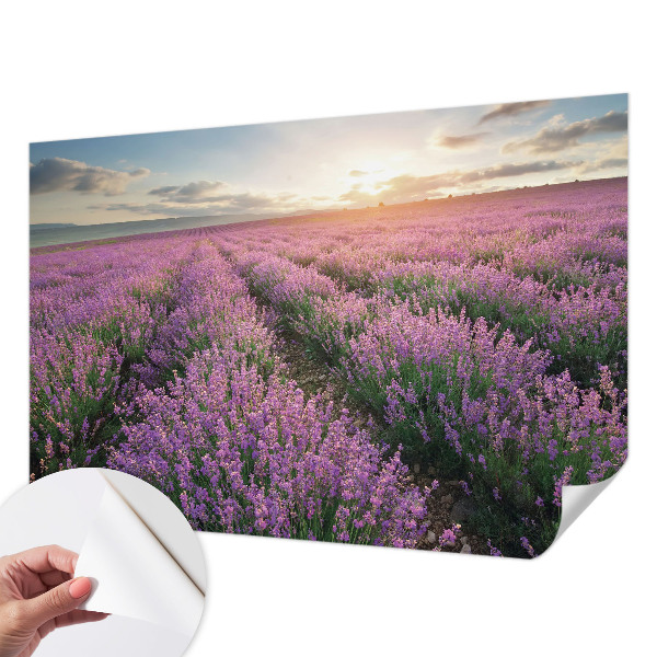 Fotomurale adesivo Campi di lavanda