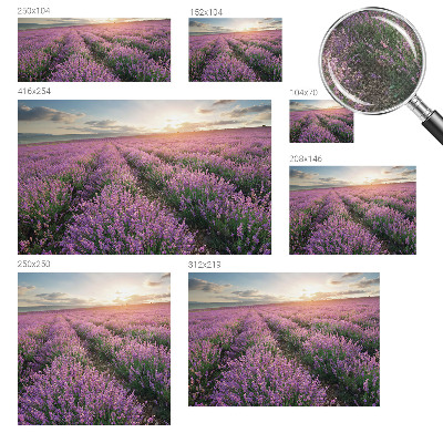 Fotomurale adesivo Campi di lavanda