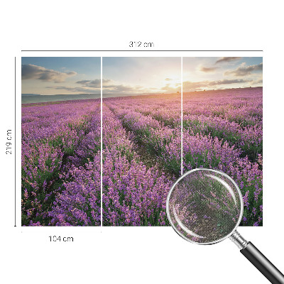 Fotomurale adesivo Campi di lavanda