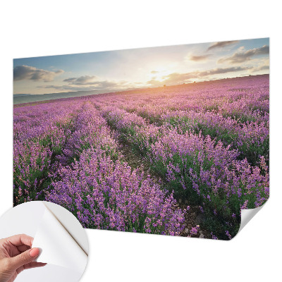 Fotomurale adesivo Campi di lavanda