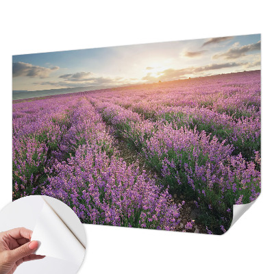 Fotomurale adesivo Campi di lavanda