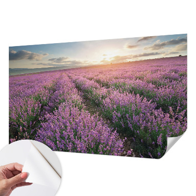 Fotomurale adesivo Campi di lavanda
