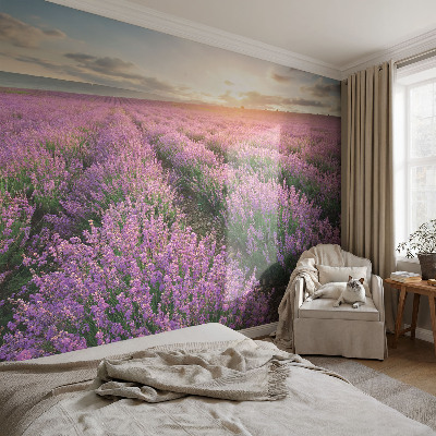 Fotomurale adesivo Campi di lavanda