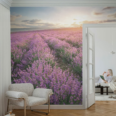 Fotomurale adesivo Campi di lavanda