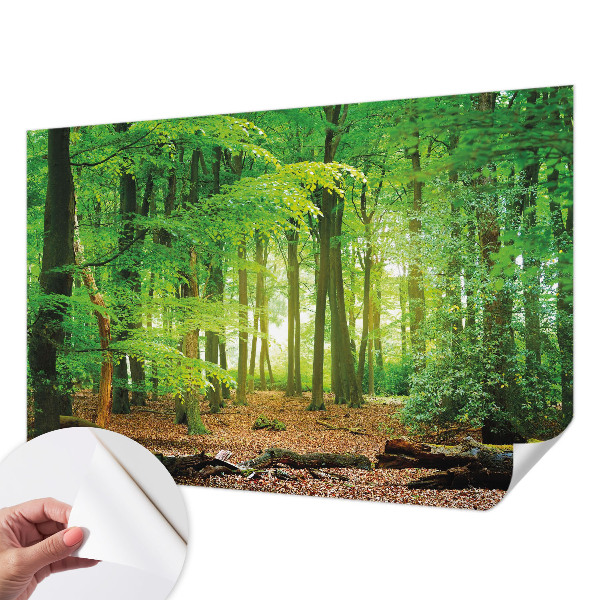 Fotomurale 3D Foresta verde