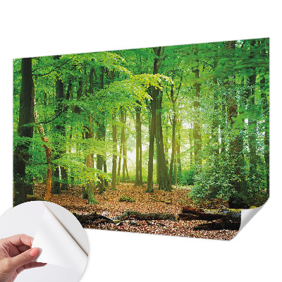 Fotomurale 3D Foresta verde