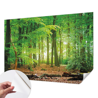Fotomurale 3D Foresta verde