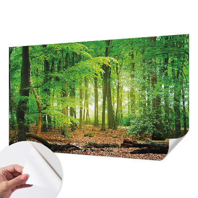 Fotomurale 3D Foresta verde