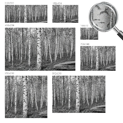 Carta da parati adesiva Foresta di betulle