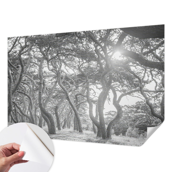 Fotomurale effetto 3D Foresta atmosferica