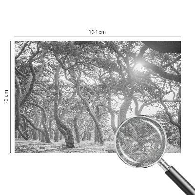 Fotomurale effetto 3D Foresta atmosferica