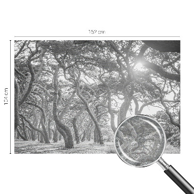 Fotomurale effetto 3D Foresta atmosferica