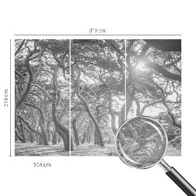 Fotomurale effetto 3D Foresta atmosferica