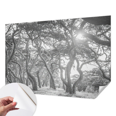 Fotomurale effetto 3D Foresta atmosferica