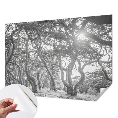 Fotomurale effetto 3D Foresta atmosferica