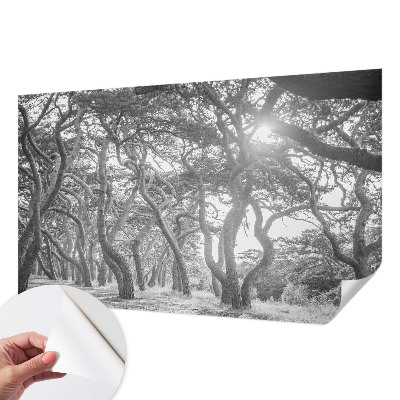 Fotomurale effetto 3D Foresta atmosferica