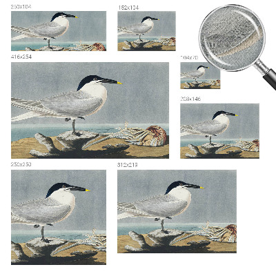 Fotomurale effetto 3D Eleganza ornitologica