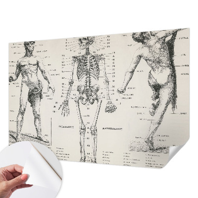 Fotomurale per bambini Anatomia classica