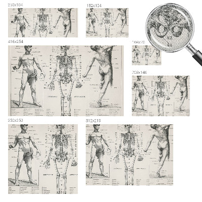 Fotomurale per bambini Anatomia classica