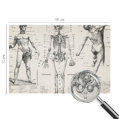Fotomurale per bambini Anatomia classica