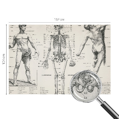 Fotomurale per bambini Anatomia classica