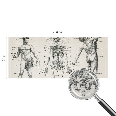 Fotomurale per bambini Anatomia classica