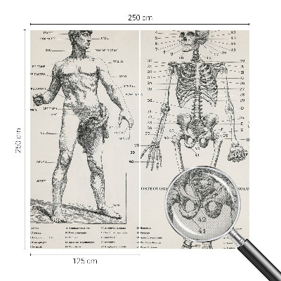 Fotomurale per bambini Anatomia classica
