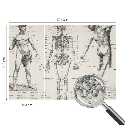 Fotomurale per bambini Anatomia classica