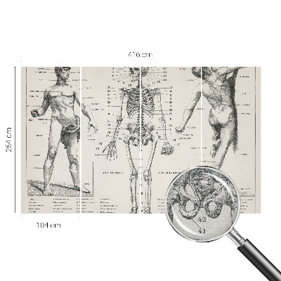 Fotomurale per bambini Anatomia classica