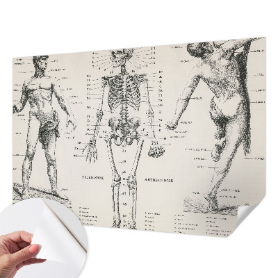 Fotomurale per bambini Anatomia classica