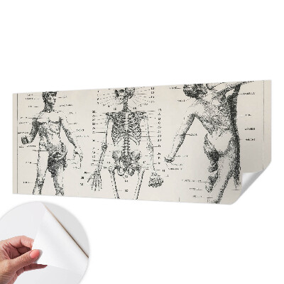 Fotomurale per bambini Anatomia classica