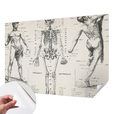 Fotomurale per bambini Anatomia classica