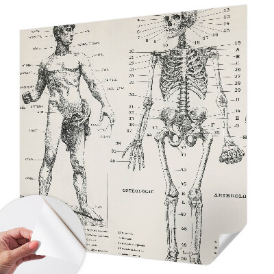 Fotomurale per bambini Anatomia classica