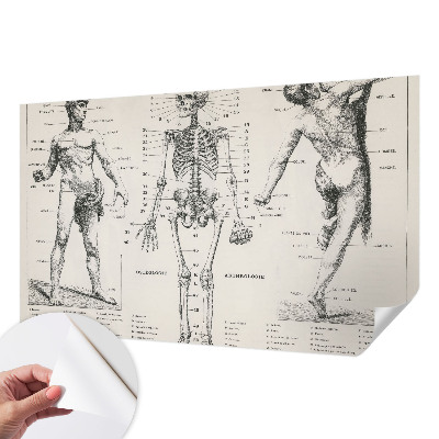 Fotomurale per bambini Anatomia classica