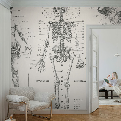 Fotomurale per bambini Anatomia classica