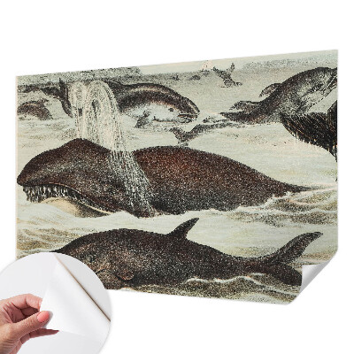 Fotomurale 3D Creature marine