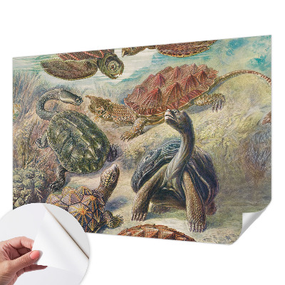 Fotomurale effetto 3D Fauna delle tartarughe
