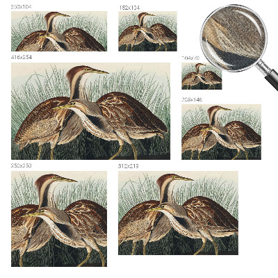 Fotomurale 3D Uccelli realistici